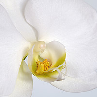 Buy canvas prints of ORCHID I by Chris Harris