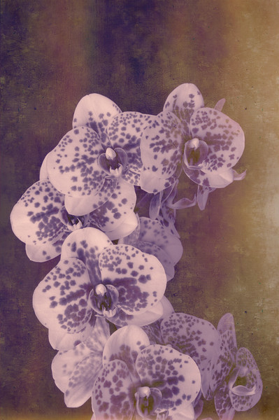Moth Orchid Hybrid Picture Board by Chris Harris