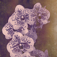 Buy canvas prints of Moth Orchid Hybrid by Chris Harris