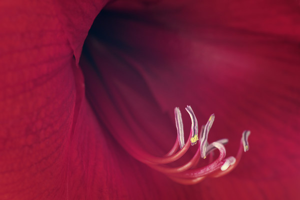 Red Amaryllis Picture Board by Chris Harris