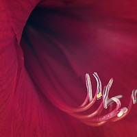Buy canvas prints of Red Amaryllis by Chris Harris