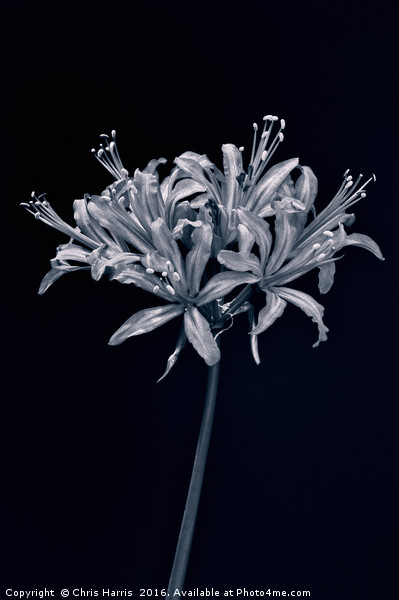 Nerine II Picture Board by Chris Harris