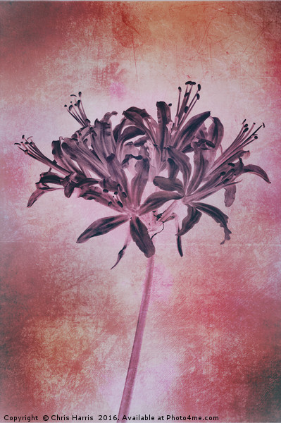 Nerine blush Picture Board by Chris Harris