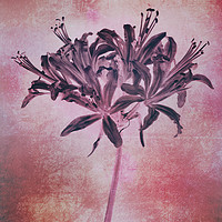 Buy canvas prints of Nerine blush by Chris Harris