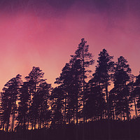 Buy canvas prints of Sunset Pines by Chris Harris