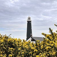 Buy canvas prints of The Old Lighthouse, Dungeness by Chris Harris