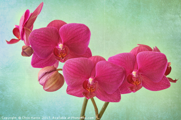 Orchid Magenta Picture Board by Chris Harris