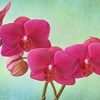 Buy canvas prints of Orchid Magenta by Chris Harris