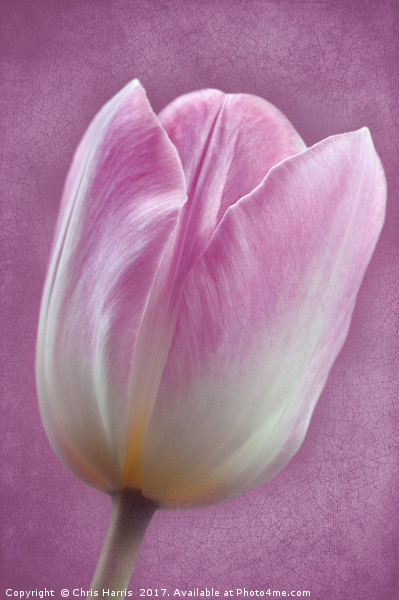 Pink Tulipa Picture Board by Chris Harris