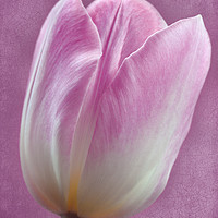 Buy canvas prints of Pink Tulipa by Chris Harris