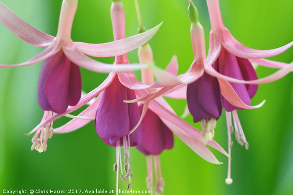 Trailing Fuchsia Picture Board by Chris Harris