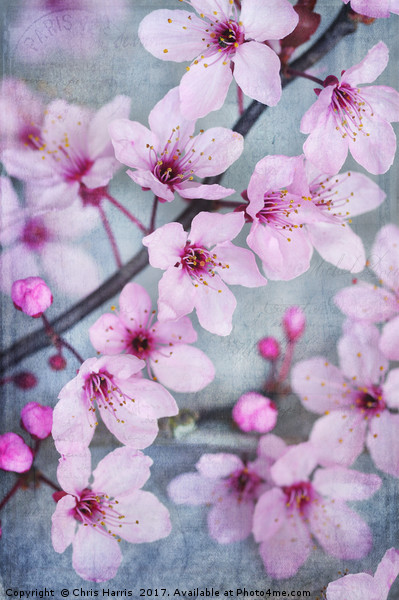Cherry Blossom Chic Picture Board by Chris Harris