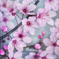 Buy canvas prints of Cherry Blossom Chic by Chris Harris