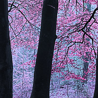 Buy canvas prints of Forest Fantasy by Chris Harris