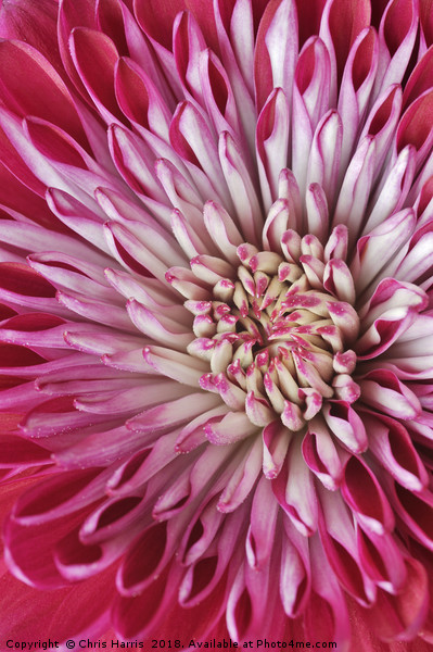 Red Chrysanth Picture Board by Chris Harris
