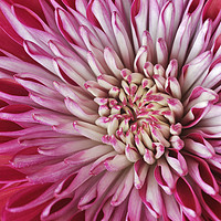 Buy canvas prints of Red Chrysanth by Chris Harris