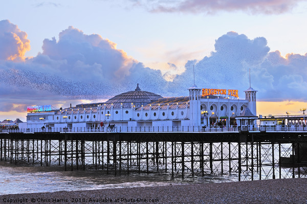Brighton Palace Pier at twilight Picture Board by Chris Harris