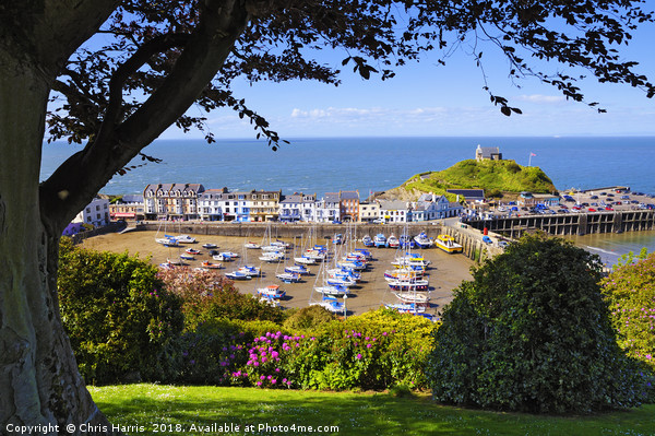 Sunny Ilfracombe Picture Board by Chris Harris