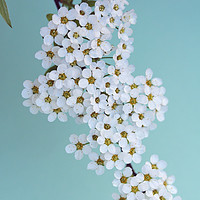 Buy canvas prints of Bridal Wreath Spirea by Chris Harris