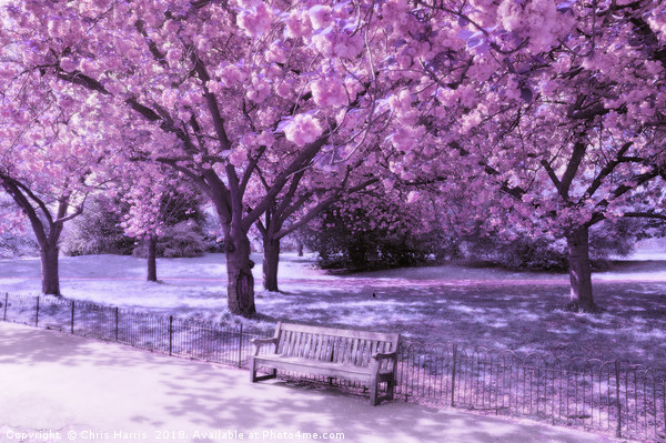 Under the blossom trees - Infrared Picture Board by Chris Harris