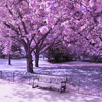 Buy canvas prints of Under the blossom trees - Infrared by Chris Harris