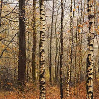 Buy canvas prints of Beech and birch by Chris Harris