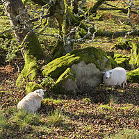 Buy canvas prints of Resting Sheep by Chris Harris