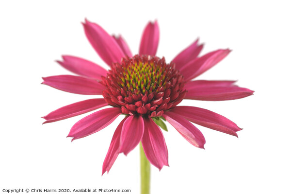 Echinacea 'Delicious Candy'  Picture Board by Chris Harris