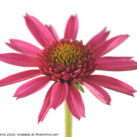 Buy canvas prints of Echinacea 'Delicious Candy'  by Chris Harris