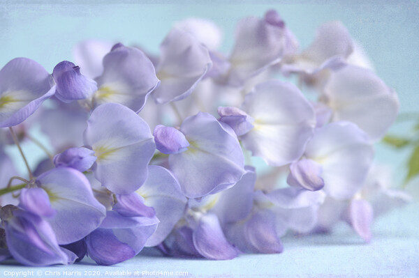 Wisteria blossom Picture Board by Chris Harris