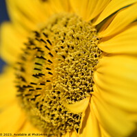 Buy canvas prints of Closeup of a Blossoming Sunflower by Will Elliott