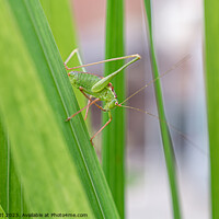 Buy canvas prints of A Speckled Bush-cricket by Will Elliott
