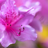 Buy canvas prints of A Rhododendron by Will Elliott