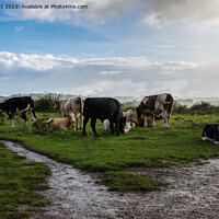 Buy canvas prints of Cows Relaxing Together in the Rain by Will Elliott