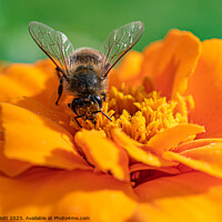 Buy canvas prints of A Bee on a Marigold Flower by Will Elliott