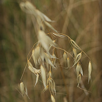 Buy canvas prints of Wheat by bliss nayler