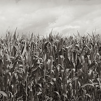 Buy canvas prints of Corn Fields by bliss nayler