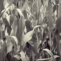 Buy canvas prints of Corn by bliss nayler