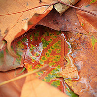 Buy canvas prints of Autumn Leaves by bliss nayler