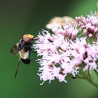 Buy canvas prints of collecting pollen  by kerry marie