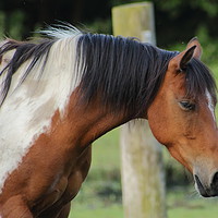 Buy canvas prints of beautiful horse  by kerry marie