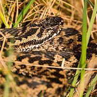 Buy canvas prints of Snake in the Grass by Lee Chapman