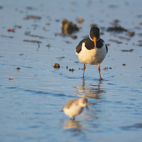 Buy canvas prints of Oystercatcher confused by Sanderling by Lee Chapman
