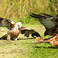 Buy canvas prints of Red Kite food fight by Lee Chapman