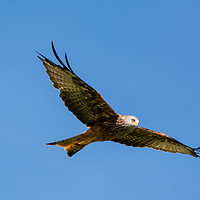 Buy canvas prints of Majestic Red Kite by Lee Chapman
