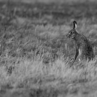 Buy canvas prints of Brown Hare by Lee Chapman