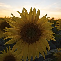 Buy canvas prints of Sunflower Power by Phil Dodds