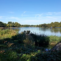 Buy canvas prints of The serpentine, Hyde Park by Sade Crampton Mille