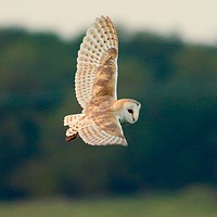 Buy canvas prints of Barn Owl Hunting  by James Allen