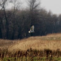 Buy canvas prints of Barn Owl Hunting  by James Allen